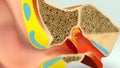 Ear Section Royalty Free Stock Photo